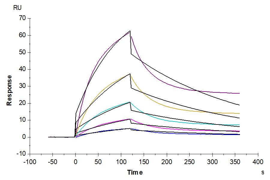 Cynomolgus Alkaline Phosphatase (Placental type) /ALPP Protein (APE-CM102)