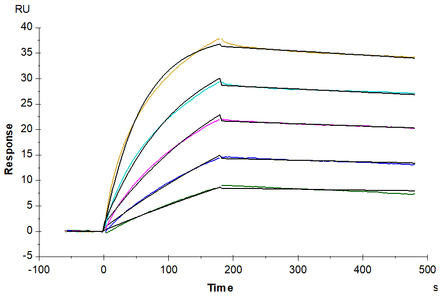 Biotinylated Human Claudin 18.2 Protein-VLP (CLD-HE1822B)