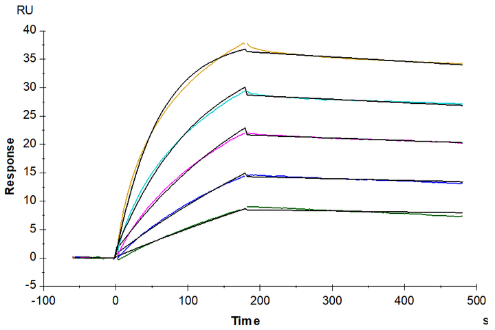 Biotinylated Human Claudin 18.2 Protein-VLP (CLD-HE1822B)