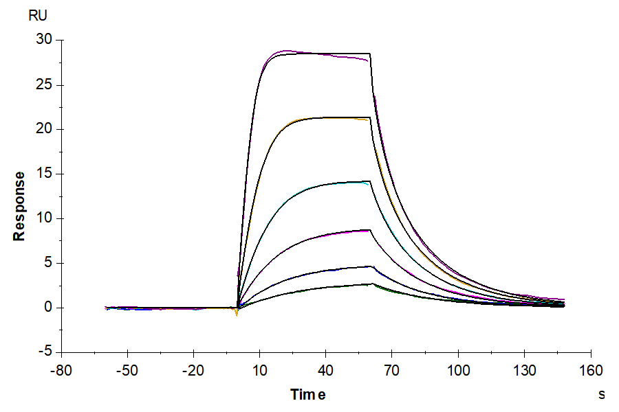 Human IL-2 Protein (IL2-HE001)