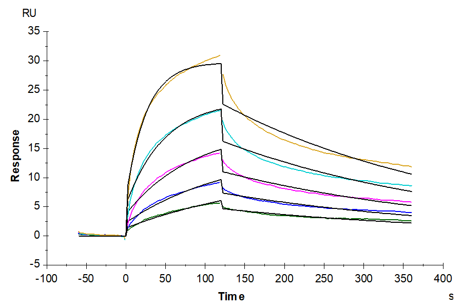 Human GITR Ligand/TNFSF18 Trimer Protein (FSF-HM218)