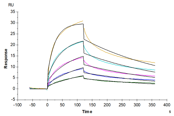 Human GITR Ligand/TNFSF18 Trimer Protein (FSF-HM218)