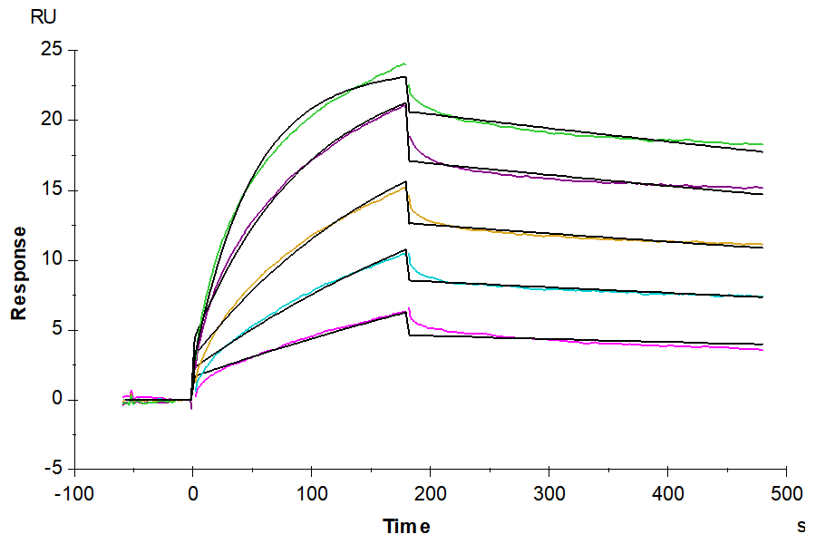 Biotinylated Human Claudin 18.2 Protein-VLP (CLD-HE1822B)