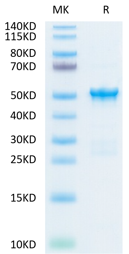 SARS-COV-2 Nucleocapsid Protein (COV-VE4NP)