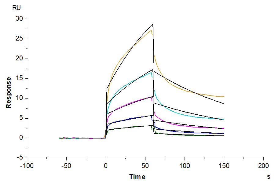 Human IL-17C Protein (ILC-HM417)