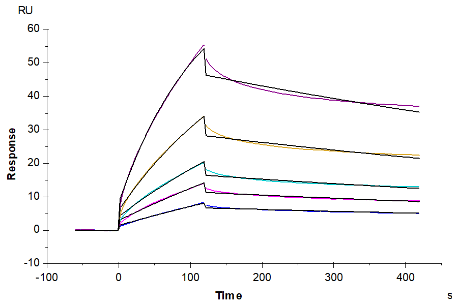 Biotinylated Cynomolgus HLA-G&B2M&Peptide (RIIPRHLQL) Monomer Protein (HLG-CM41CB)