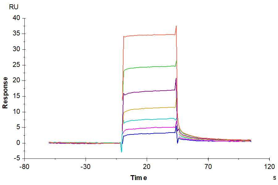 Mouse CD117 Protein (CD1-MM117)