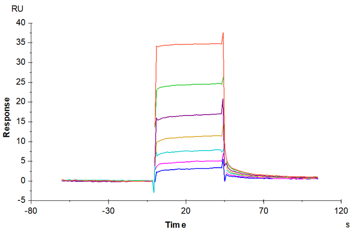 Mouse CD117 Protein (CD1-MM117)