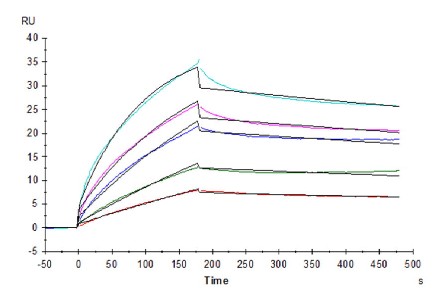 Human HLA-G&B2M&Peptide (RIIPRHLQL) Tetramer Protein (HLG-HM41CT)