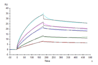 Human HLA-G&B2M&Peptide (RIIPRHLQL) Tetramer Protein (HLG-HM41CT)