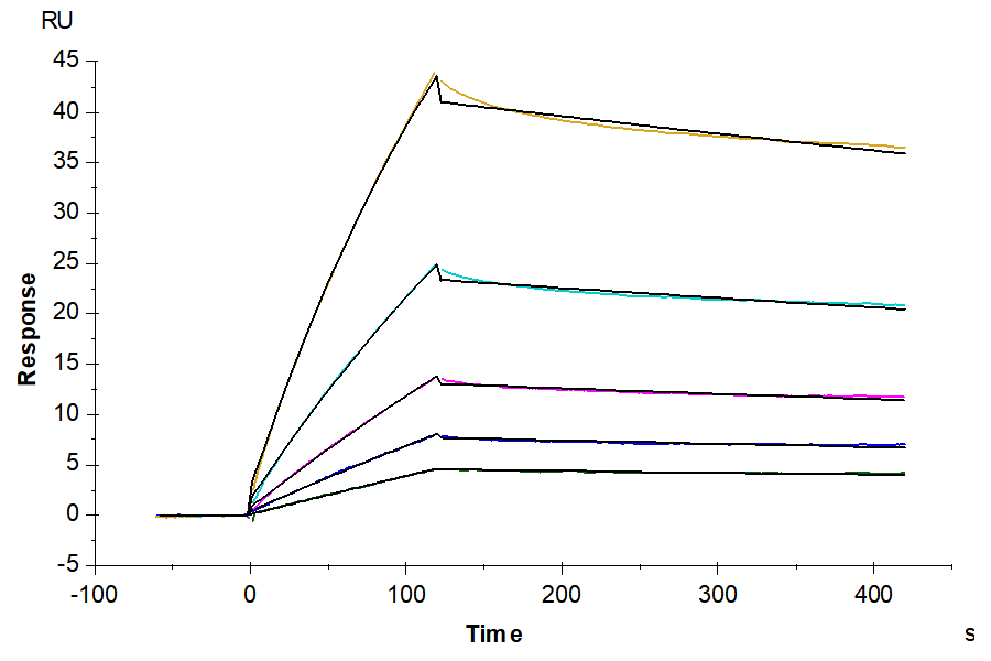 Cynomolgus HLA-G&B2M&Peptide (RIIPRHLQL) Tetramer Protein (HLG-CM41CT)