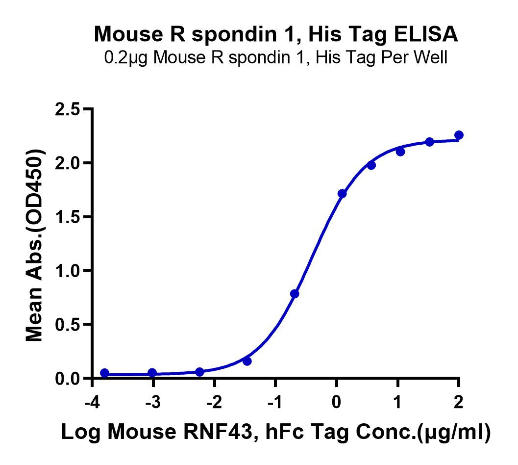 Mouse R spondin 1/RSPO1 Protein (RS1-MM101)