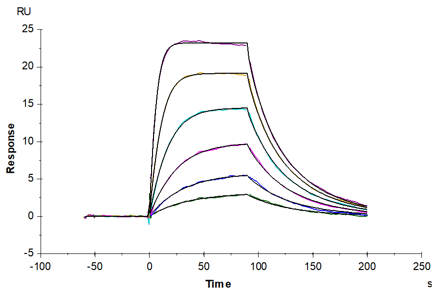 Mouse GM-CSF Protein (GSF-ME001)