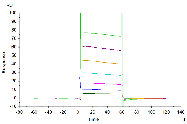 Biotinylated Human Fc gamma RIIA/CD32a (H167) Protein (CDA-HM432B)