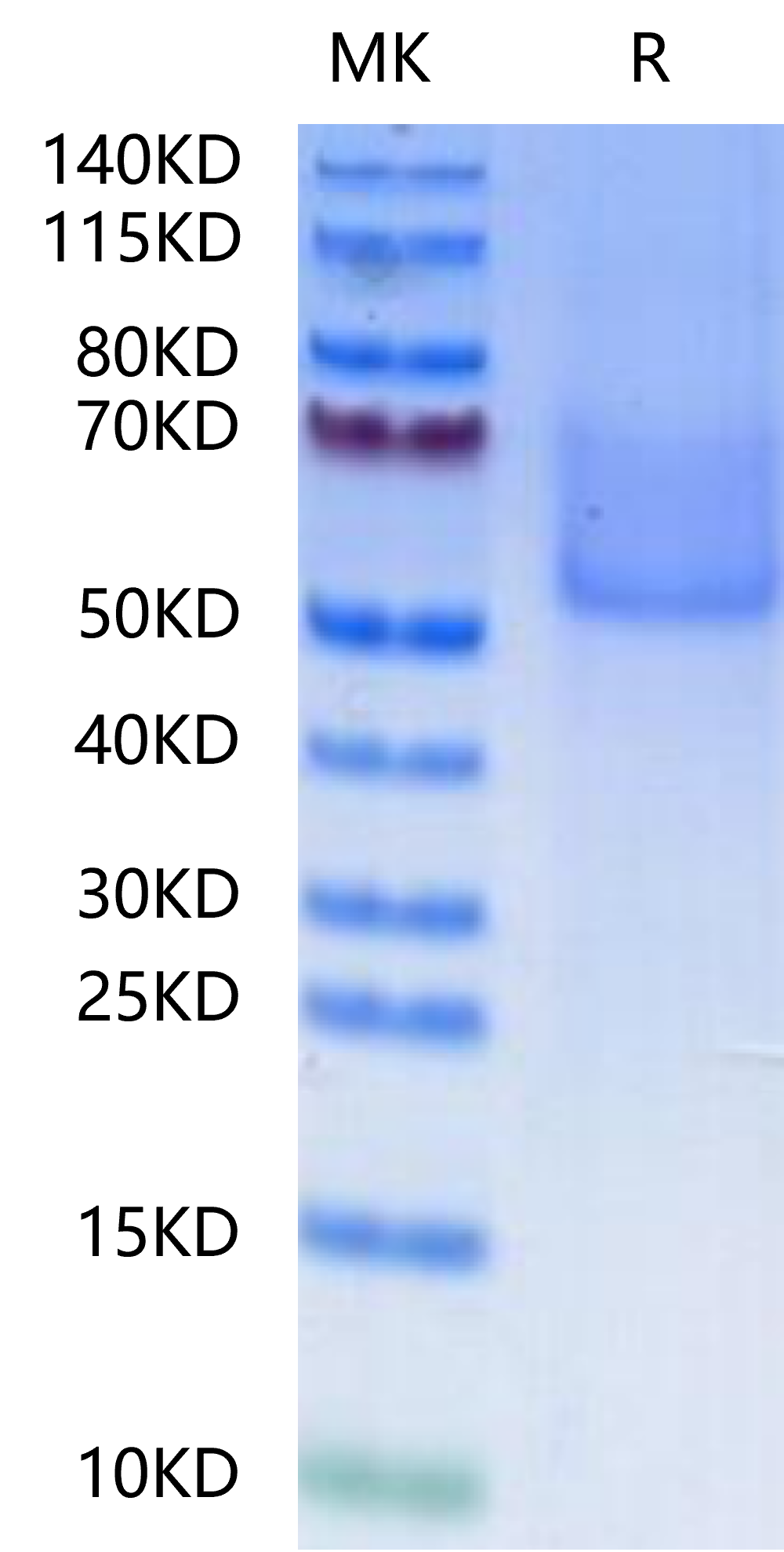 Cynomolgus Syndecan-1-Protein (SYN-CM101)