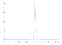 SEC-HPLC chromatogram displaying a single, narrow peak at approximately 8.3 minutes, indicating a highly pure protein sample.