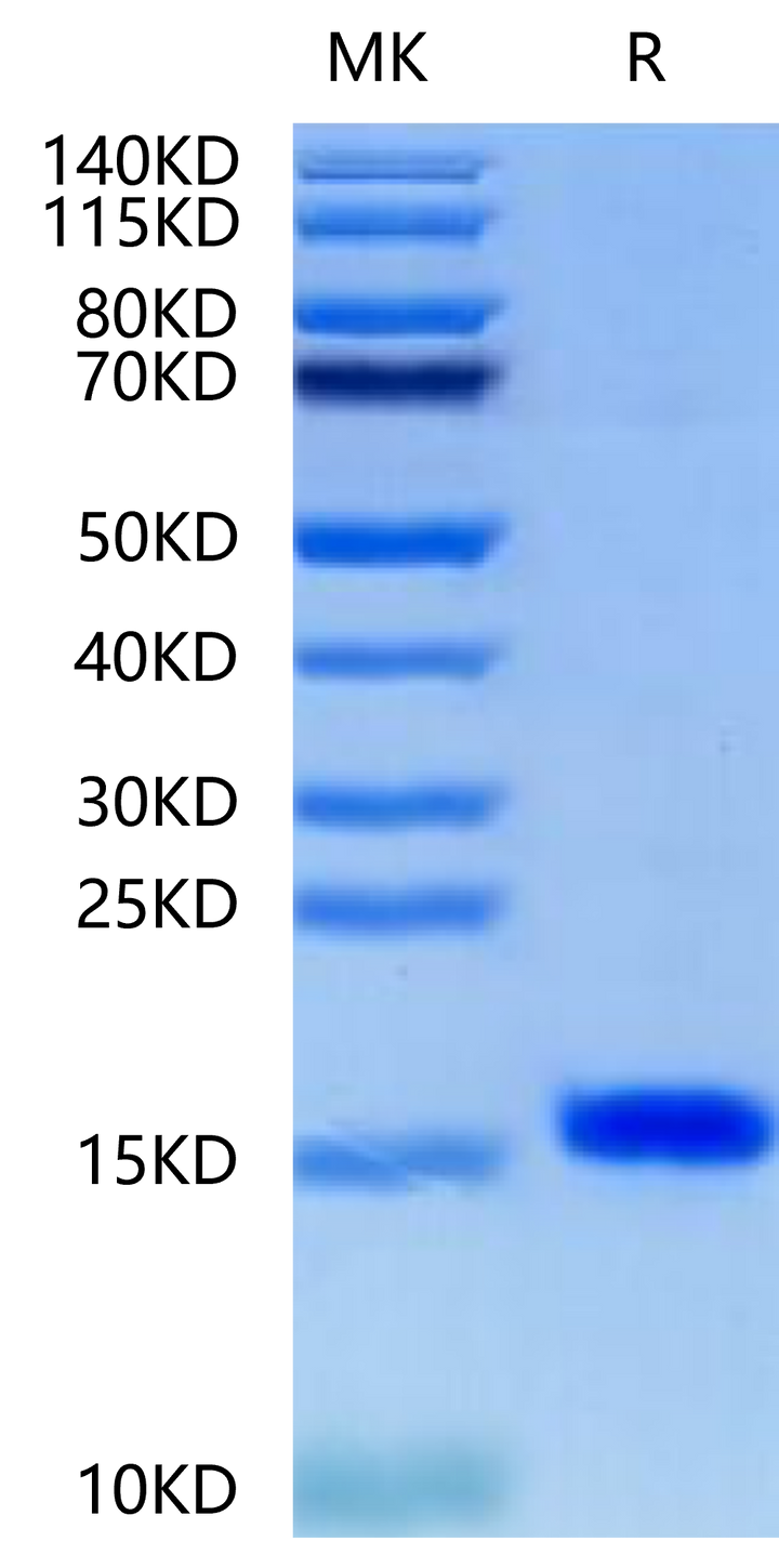 Human/Mouse/Rat BDNF-Protein (BDF-HE001)
