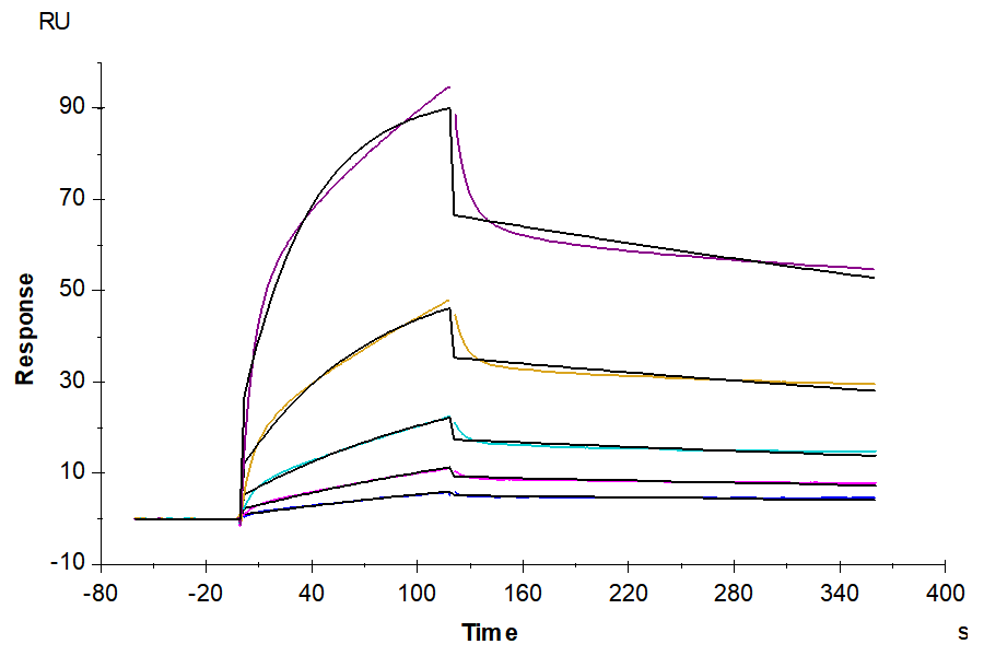 Human ULBP-2 Protein (ULB-HM202)
