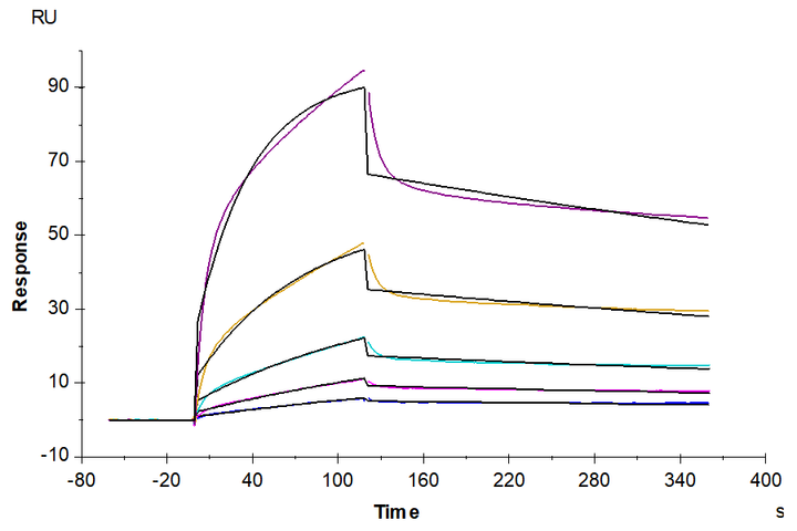 Human ULBP-2 Protein (ULB-HM202)