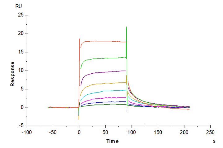 Human FcRn Protein (FRN-HM101)