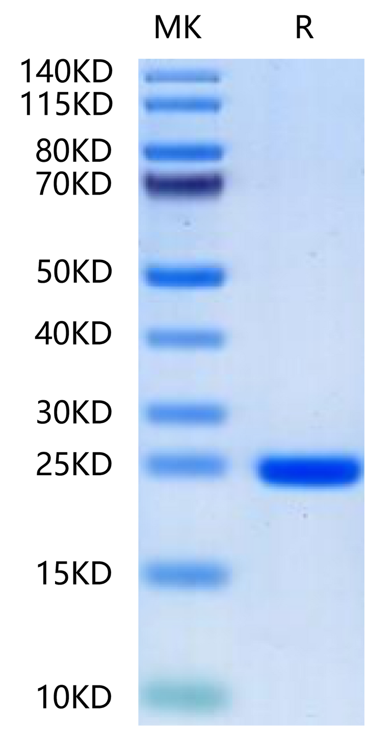 Human FGF8a-Protein (FGF-HE08A)