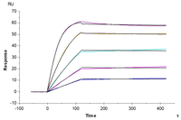 Human/Cynomolgus Activin RIIB/ACVR2B Protein (ARB-HM12B)