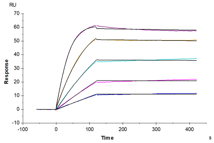 Human/Cynomolgus Activin RIIB/ACVR2B Protein (ARB-HM12B)