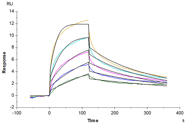 Mouse IFN alpha/beta R1 Protein (IFN-MM2R1)