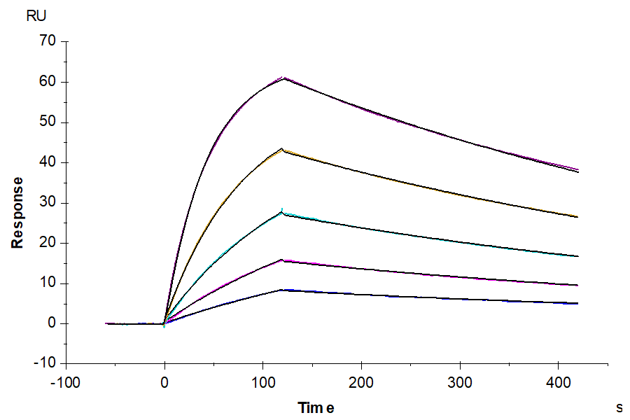 Human HLA-A*11:01&B2M&KRAS G12D (VVVGADGVGK) Monomer, His Tag captured on CM5 Chip via Anti-His Antibody can bind HLA-A*11:01&B2M&KRAS G12D (VVVGADGVGK) TCR with an affinity constant of 14.91 nM as determined in SPR assay (Biacore T200).