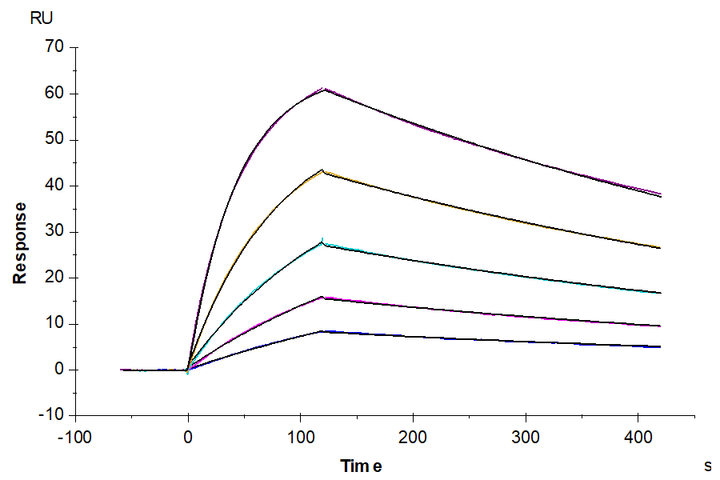 Human HLA-A*11:01&B2M&KRAS G12D (VVVGADGVGK) Monomer, His Tag captured on CM5 Chip via Anti-His Antibody can bind HLA-A*11:01&B2M&KRAS G12D (VVVGADGVGK) TCR with an affinity constant of 14.91 nM as determined in SPR assay (Biacore T200).