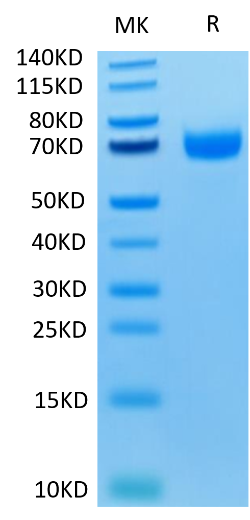 Human LILRA3/CD85e Protein (LIL-HM4A3)