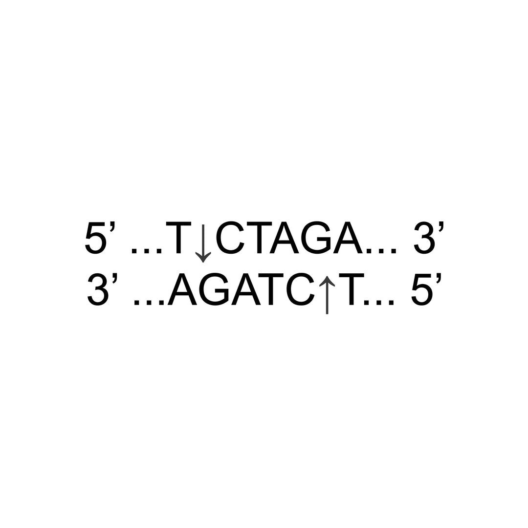 XbaI (XBA-EE101)